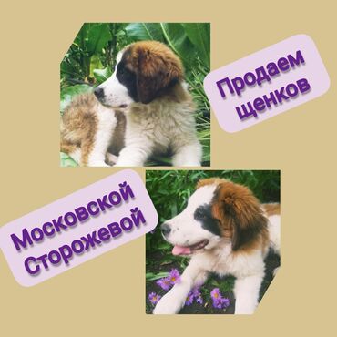 Продаем щенков Московской сторожевой!!! Возраст - 5 месяцевОстались