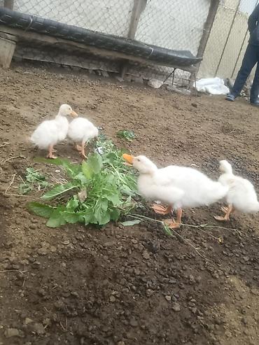 hava nasosu satisi: Satılır ördək balaları. Şəkillərdə ağ rəngli, narıncı dimdikli və — 2