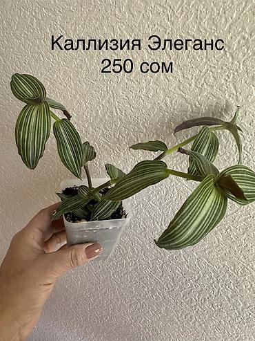 Другие комнатные растения: Укоренённые черенки растений от 150-300 сом — 6