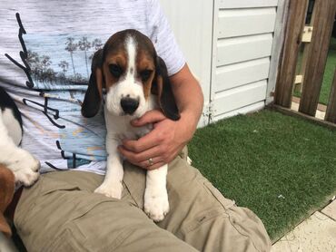 Άλλα: Cute Beagle puppies available Very friendly, outgoing puppies. Vet