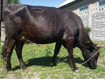 Коровы, быки: Продаю | Корова (самка) | Голштин, Алатауская, Швицкая | Для разведения, Для молока | Стельные, После отела