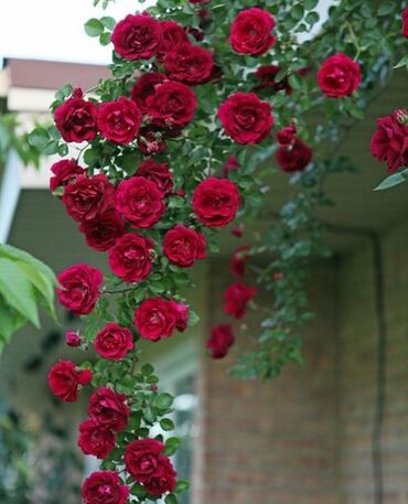 Şitillər: Sarmaşiq və Sadə Gül Kollari istənilən sayda sifariş verə bilərsiz -da lalafo.az — 7 Şitillər: Sarmaşiq və Sadə Gül Kollari istənilən sayda sifariş verə bilərsiz — 7