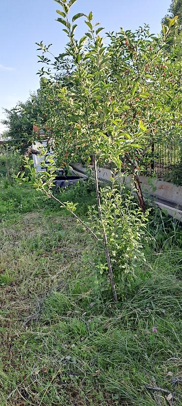 Продажа участков: 10 соток, Для сельского хозяйства, Красная книга — 11