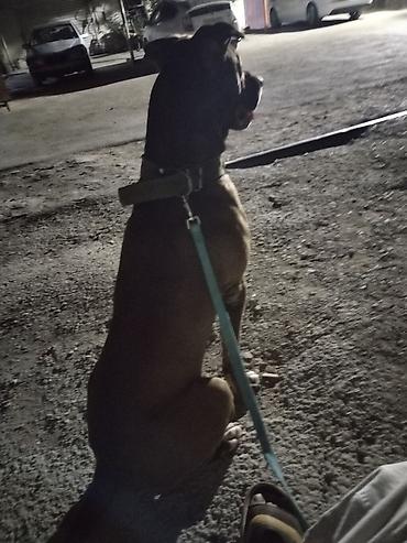 Pitbul, 2 il, Erkək