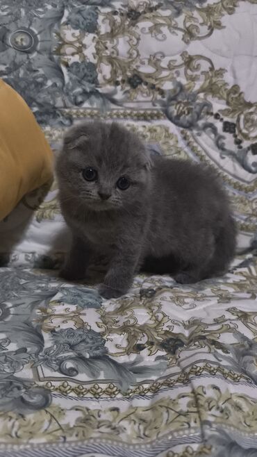 вислоухий шотландец котенок: Şotland