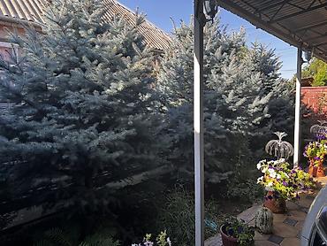 Дом и сад: Ель голубая (Picea pungens Glauca) — декоративные хвойные деревья для — 1
