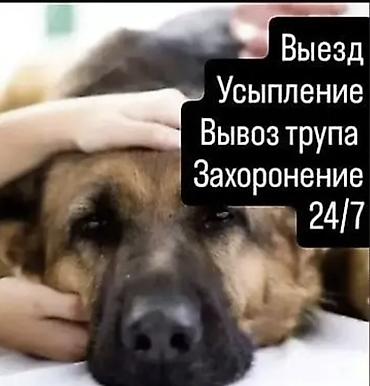 питомцы: Ветеринарная услуга: гуманное усыпление и посмертный сервис для — 1