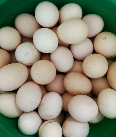 животные птицы: Полу дакан, брама свежие домашние яйца для инкубатора! Есть полу