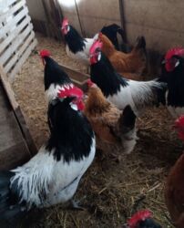 дома на продажу в бишкеке: Продаю семейство Лакефельдеров! 2 петуха и 12 кур! Возраст 1 год! Яйца