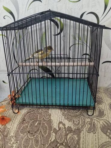 Bülbüllər: Salam. Bulbul satilir. 10 ayliqdi. Fevral ayinin qusudu. Oz qusumun -da lalafo.az — 12 Bülbüllər: Salam. Bulbul satilir. 10 ayliqdi. Fevral ayinin qusudu. Oz qusumun — 12