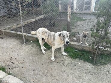 kangal iti: Çoban iti, 2 il, Dişi, Cütləşmə üçün, Ödənişli çatdırılma