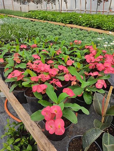 Digər bitkilər: Saksıda dekorativ çiçəkli bitkilər - Növ: Euphorbia milii (Tac-ı — 3