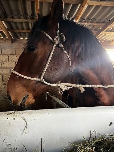 Лошади, кони: Продаю | Жеребец | Рабочий — 9