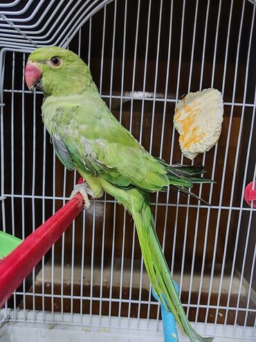говорящие попугаи ара: Попугай ожереловый!