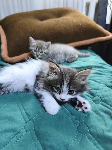 Отдам даром кошку: Кошка даром: Беспородная, Девочка — 7