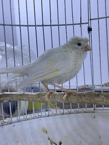 bars bit dermani: Bülbül gözəl hazır erkək,çox super oxuyur. 80 Xətai-Həzi Aslanov — 2