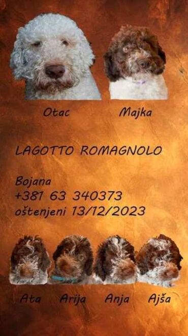 kreveti za pse novi sad: Lagotto Romagnolo štenci Na prodaju štenci rase Lagotto Romagnolo