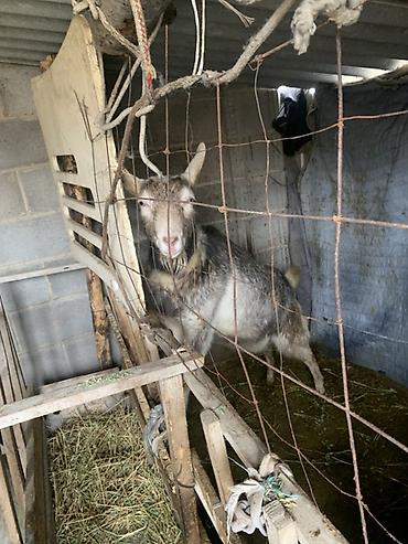 Козы, козлы: Продаю | Козёл (самец) | Для разведения at lalafo.kg — 17 Козы, козлы: Продаю | Козёл (самец) | Для разведения — 17