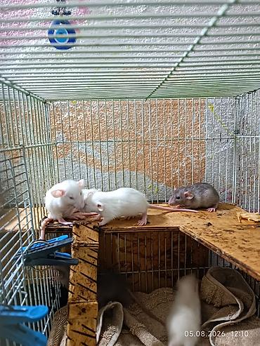 Крысы: Продаются декоративные крысята — 6