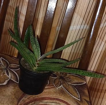 tom gul qabı: Sukkulent bitki – Haworthia limifolia (oxşar növ). Kiçik qara saksıda — 2