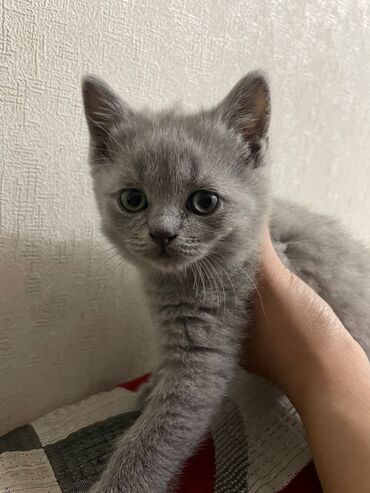 показы 1 354 72 договорная кошка даром британская короткошёрстная 1 год мальчик метис 2 позвонить написать: Британская короткошёрстная, 2 месяца, Девочка, Серый, Приучена к лотку