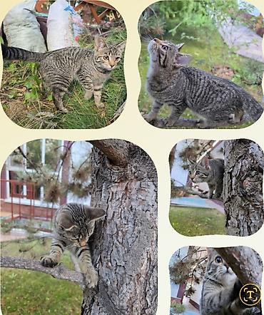 scotish fold: Кошка даром: Беспородная, Девочка — 1