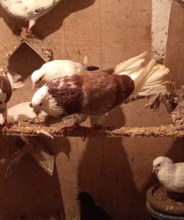 Göyərçinlər: Temiz babayevisqi eni quyruq hundur ayaq uzun quwdardi erkey dest ag — 1