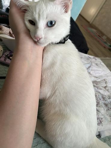 6 месяцев, Мальчик, Белый, Приучена к лотку, Проглистована, С документами