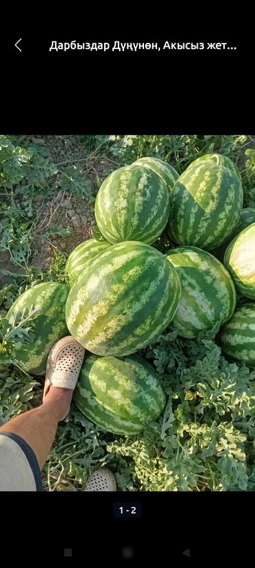цемент цена бишкек оптом: Арбузы Оптом, Самовывоз