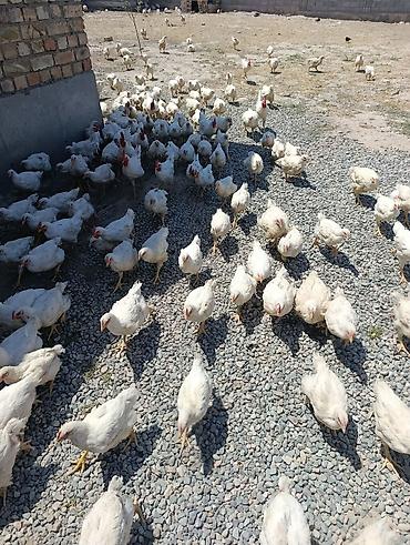кролик белый: Продаю | Куры | Бройлерная | На забой — 4