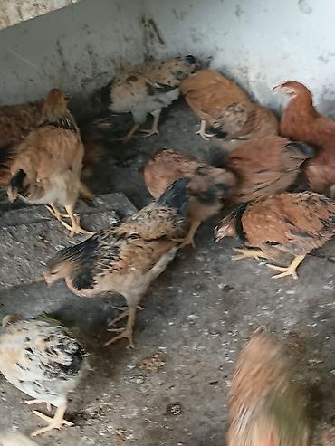 heyratı cucə: Toyuq cücələri, Damazlıq — 4