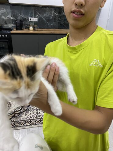 купить котят: Ищу эту кошку потерялась