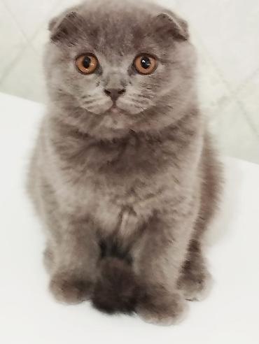 Продажа кошек: Котята шотландской породы самостоятельные,серые 2 мальчика бежевая — 5