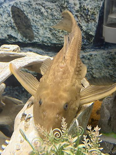 Akvariumlar: Продается аквариум 2 м с рыбами все вместе рыбы декор и — 26