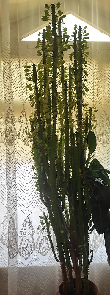 kalanxoye bitkisi: Evdaxili böyük sukulent/kaktus tipli Euphorbia (sütunvari formalı — 1