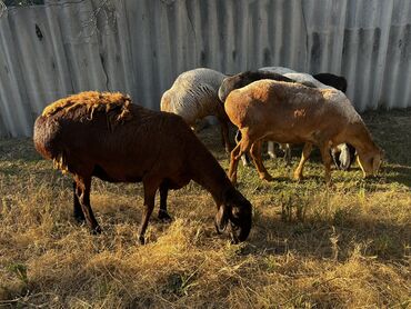 сельскохозяйственные животные продажа: Сатам | Ургаачы кой (ургаачы), Козу, Кочкор (эркек) | Көбөйтүү үчүн