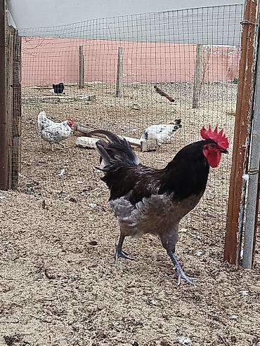 Xoruzlar: Məhsul: Safqan xoruzlar Təsvir:Təmiz qan Alman astralop cins — 10