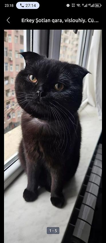 Pişiklər: Şotland — 13