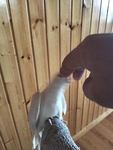 Tutuquşları: Növ: Nimfa tutuquşusu (Cockatiel), albino/lutino-ağ rəng Rəng: Tam ağ — 7