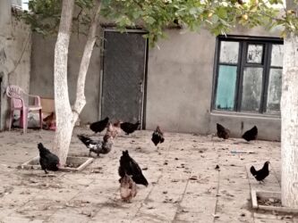 İnformatika: Başlıq:Ev quşları Təsvir: Həyət quşları satılır: - Ördeyin xoruzu –