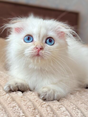сколько стоит котенок: Color point chinchilla dishi bala, 2 orginal goldun balasidir