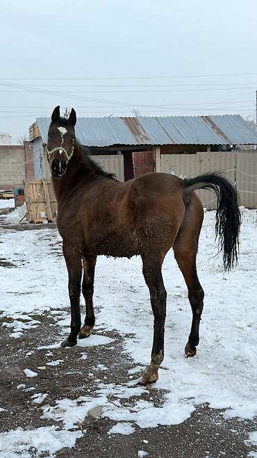 Лошади, кони: Продаю | Жеребец | Для разведения — 4