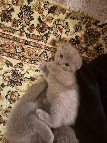 scottish fold qiyməti: Şotland yastı qulaq, Dişi, Erkək — 5