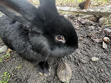 Кролики: Продаю | Крольчиха (самка), Кролик самец, Крольчата | Для разведения — 7