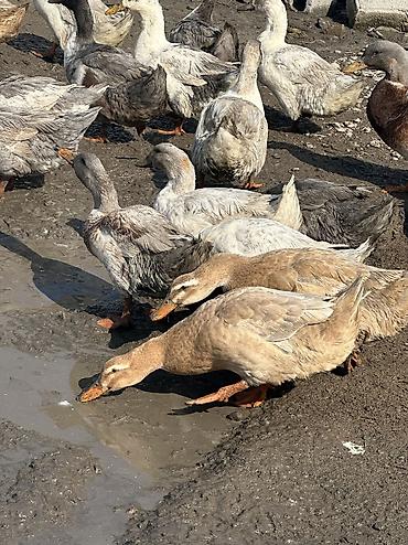 Птицы: Утки 72 головы все крупные — 4