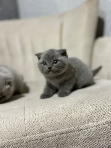 Pişiklər: Britan yastı qulaq, Erkək, Dişi, Yaxşı əllərə, Ünvandan götürmə, Pulsuz çatdırılma, Ödənişli çatdırılma — 82