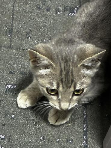 Отдам котенка в хорошие руки по полу мальчик ласковый игривый очень