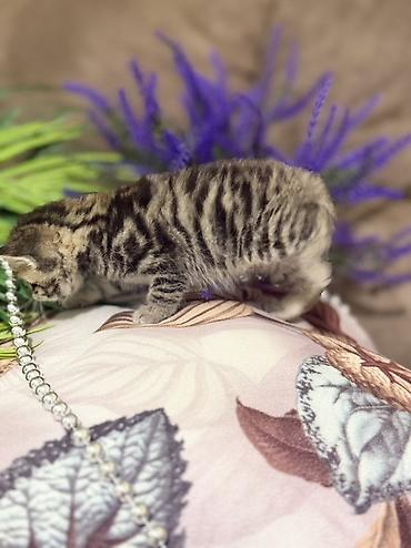 Продажа кошек: Шотландские котята (скоттиш-фолд/скоттиш-страйт), окрасы серебристый — 9