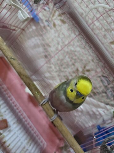 Tutuquşları: Ata ana qəfəs yuva 2 ətcəbala və 3 yumurta (içi doludur) 100 azn -da lalafo.az — 9 Tutuquşları: Ata ana qəfəs yuva 2 ətcəbala və 3 yumurta (içi doludur) 100 azn — 9