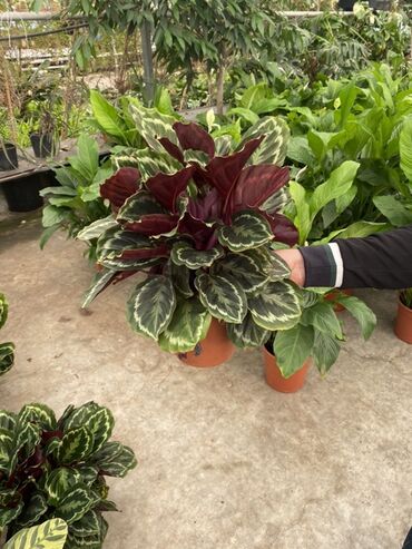 Buket güllər: Kalateya (Calathea Medallion) bəzək bitkisi – dekorativ yarpaqları ilə